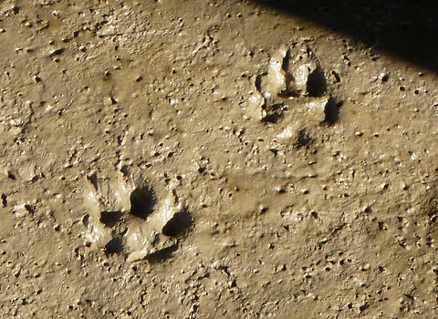 Dog prints