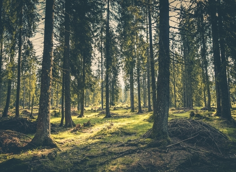 A woodland with the sun glistening 