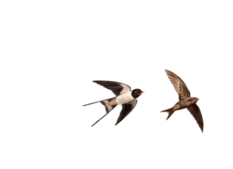 swifts, swallows and martins