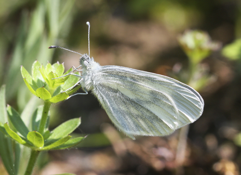 A wood white butterfly resting on a plant, with its distinctive oval wings closed