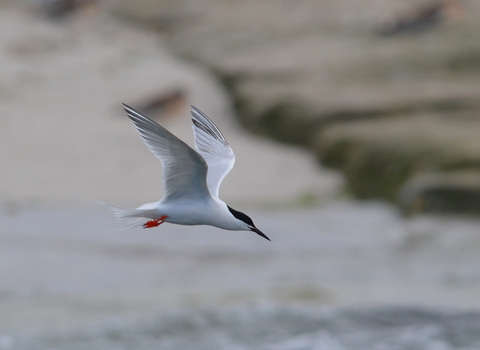 Roseate tern