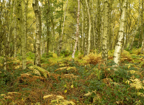 Birch woodland in autumn