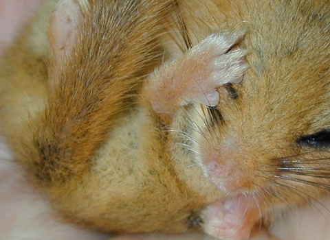 Dormouse in hand