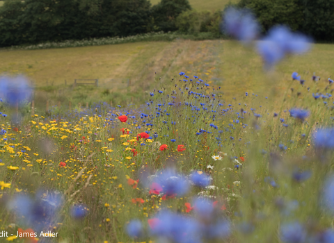 Wildlflower meadow on farm