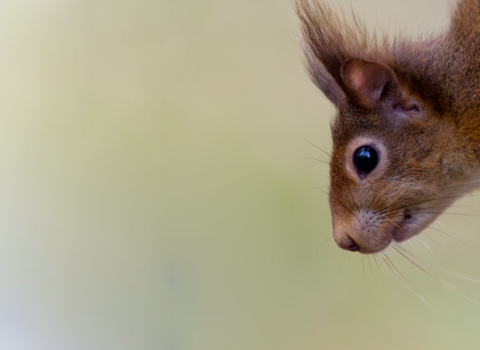 Red squirrel