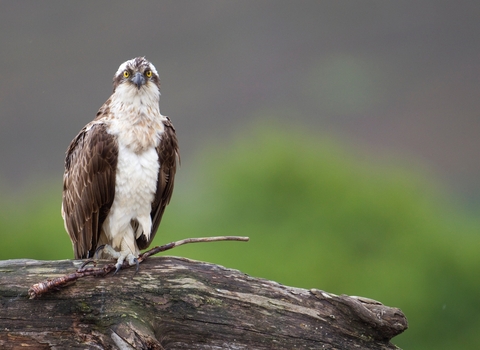 Osprey2 Peter Cairns/2020 Vision