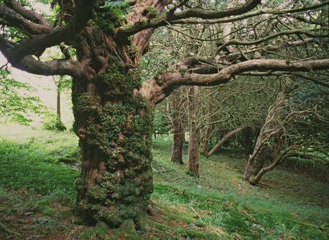 Ancient yew trees