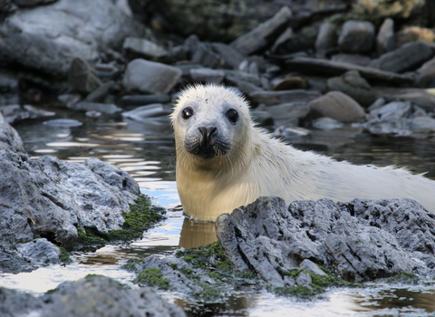 Seal pup, Calf of Man (c) Lara Howe