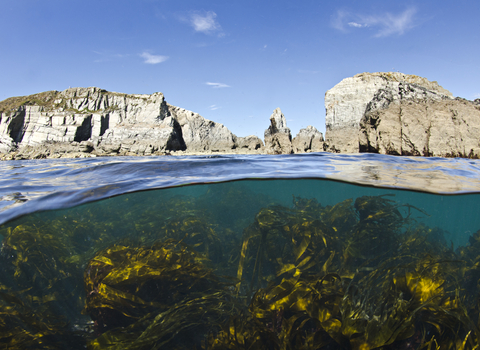 Undersea landscape, Lundy - Alexander Mustard/2020Vision