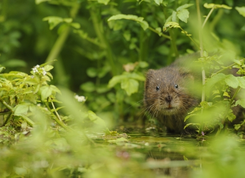 water vole 