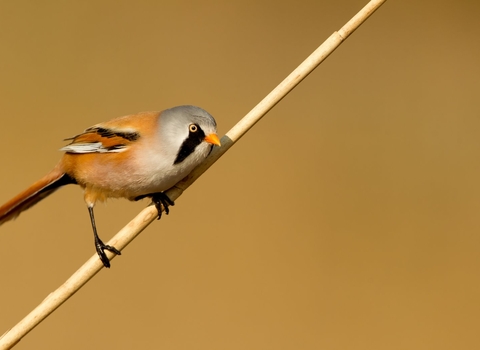 Bearded Tit (Panurus biarmi) amongst the reedbeds