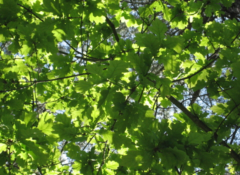 Green leaves close up on a tree