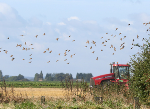 Vine House Farm field with red tractor and birds © Nicholas Watts, Vine House Farm Bird Foods