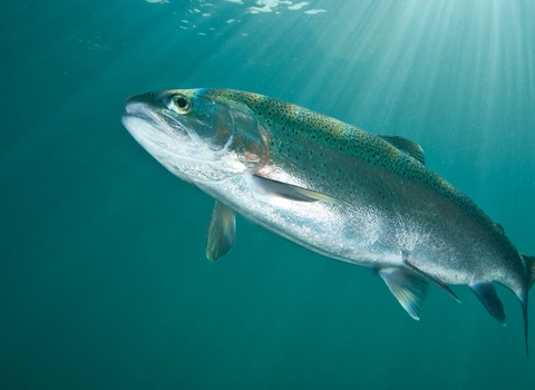 Rainbow Trout, Lancashire, UK