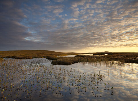 Peat lands