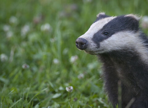 A badger stands alert, looking off into the distance, in a green field. Its striking black and white facial markings are clearly visible