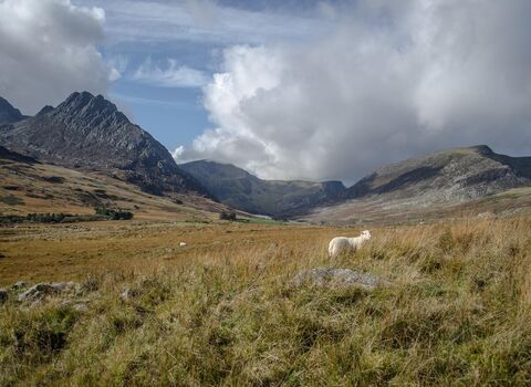 Mountain landscape in Snowdonia, with rugged peaks and a grassy valley in the foreground, where a sheep stands among tall grass under a dramatic sky with large clouds.