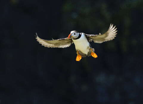 puffin wildlife trust