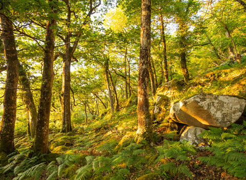  Coed crafnant general woodland landscape 