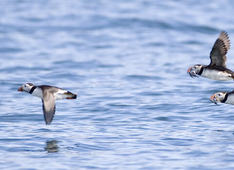 Puffins flying at sea