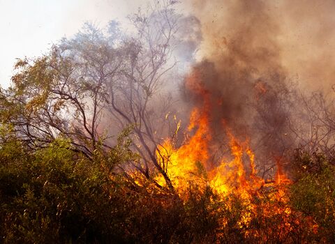 Flames spread through dry vegetation and shrubs, sending thick smoke into the air. The wildfire highlights the increasing risk of extreme weather and the importance of healthy, resilient landscapes in reducing fire impacts.