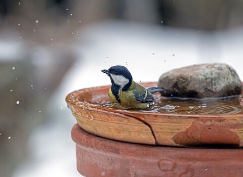 A small garden bird, likely a great tit, sits in a shallow terracotta dish filled with water. Water droplets are suspended in the air around the bird as it bathes. The dish, with a stone placed inside for wildlife to perch on, sits on top of a terracotta plant pot. The background is softly blurred, drawing attention to the bird enjoying a refreshing drink and bath.