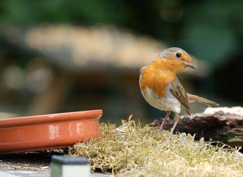 A robin with a bright orange breast stands beside a shallow terracotta dish of water in a garden, surrounded by moss and logs.