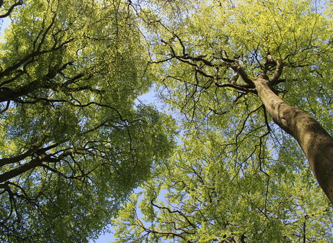 Looking up at green trees