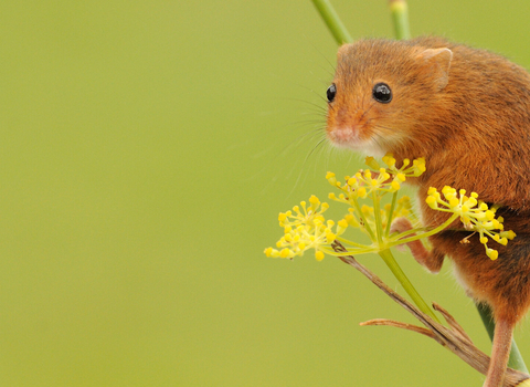 Harvest mouse