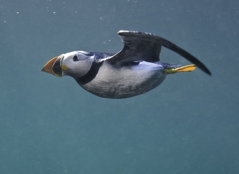 A puffin (Fratercula arctica) swims underwater. Puffins spend most of their lives at sea and are excellent underwater swimmers, which is how they catch small fish, their main food. They swimming is rather robotic to watch, with discret flaps of their wings and jerky changes in direction. Photographed in July 2011, Farne Islands, Northumberland. England, UK. North Sea.