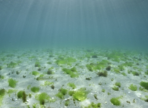 Tufts of seaweed grow on a shallow seabed, Island of Coll, Inner Hebrides, Scotland, British Isles