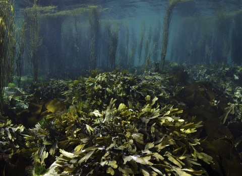 Under the sea shot which includes seaweed and coral