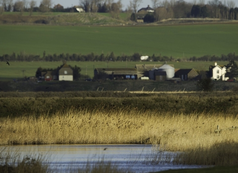 Elmley Marshes RSPB Reserve, Kent A view over sunlit reed-beds towards nearby farms Elmley Marshes, Kent, UK -
