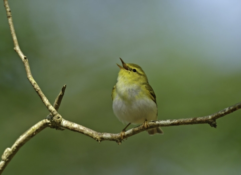 Wood Warbler (Phylloscopus sibilatrix) singing in sesile oak forest Wales