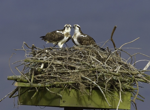 2 ospreys sit on a nest as part of the dyfi osprey project