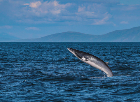 Minke whale breaching 