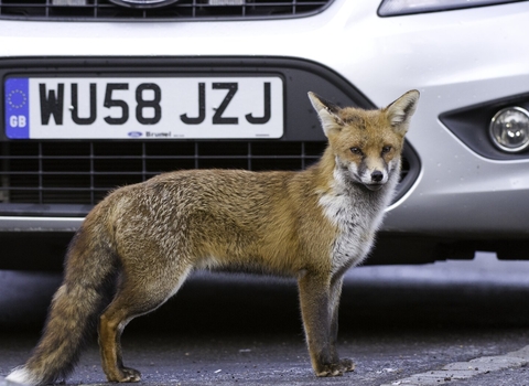 A fox stands looking into the camera in front of a car in an urban park