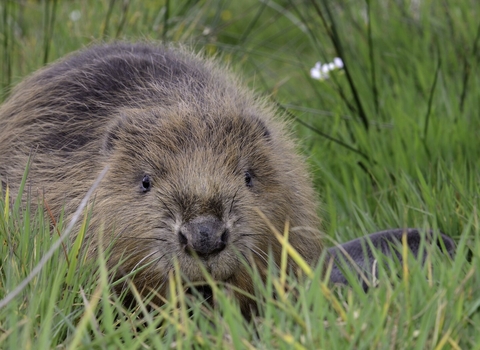 Beaver in the grass