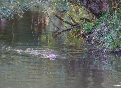 Beaver in water