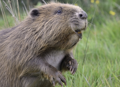 Beaver sat on hind legs 