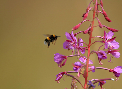 Bee flying towards a purple flower