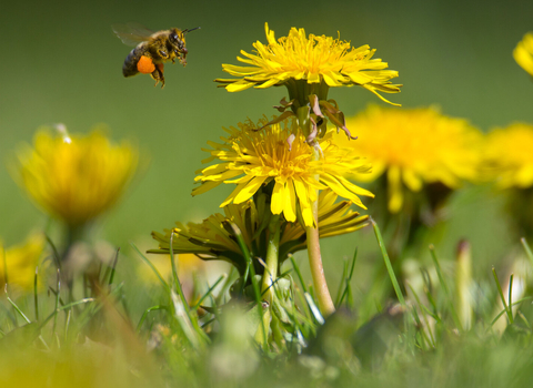 Bee with pollen sacs flying towards dandelions
