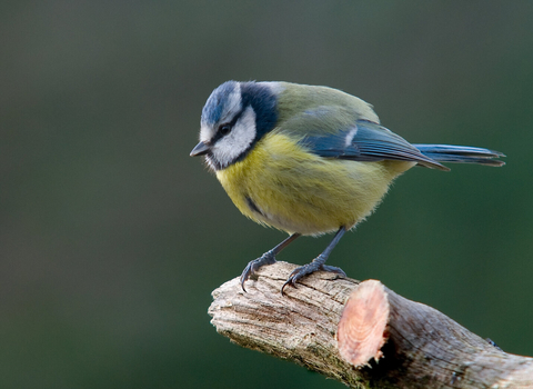 Blue tit