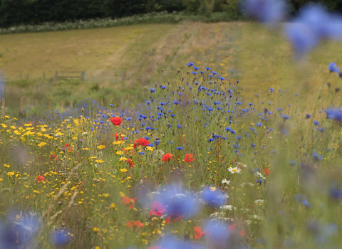 Wildflowers at Bonhurst Farm, Surrey Wildlife Trust -