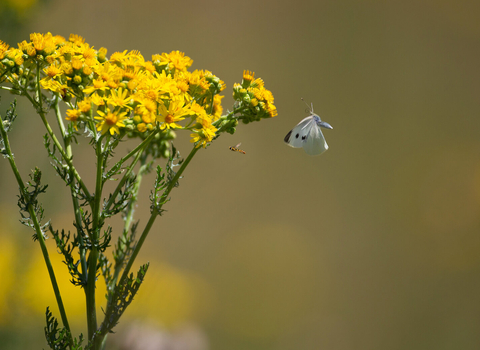 A blue butterfly flies towards a yellow ragwort plant