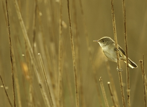 Reed warbler in reeds