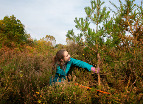 female volunteer cutting down a tree