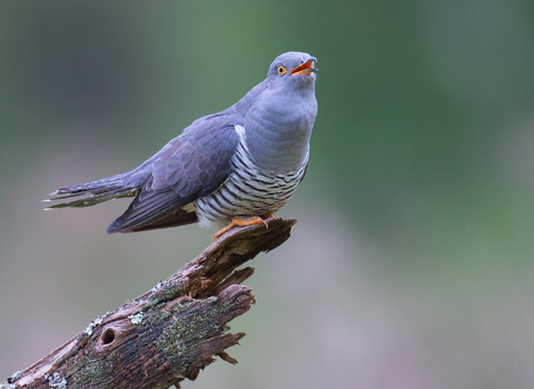 Bird sat on a branch