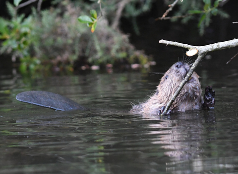Beaver in the river nibbling on a stick