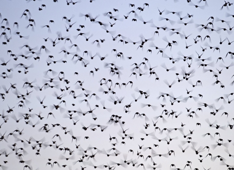 Starlings Sturnus vulgarus coming in to winter roost at Strumpshaw Fen RSPB Reserve Norfolk winter 